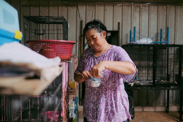 Comment gérer l'arrivée d'un chaton à la maison ?