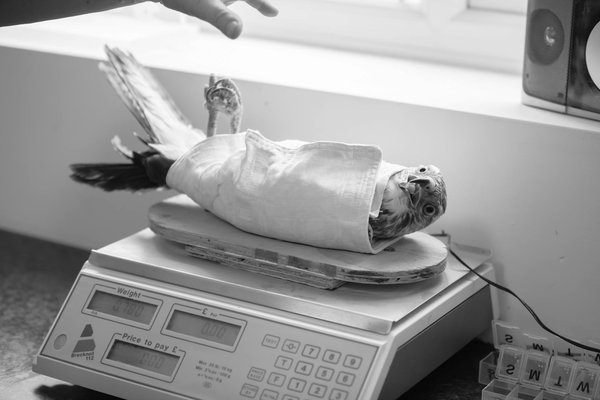 Comment gérer les besoins de socialisation d'un iguane bleu des îles Caïmans?