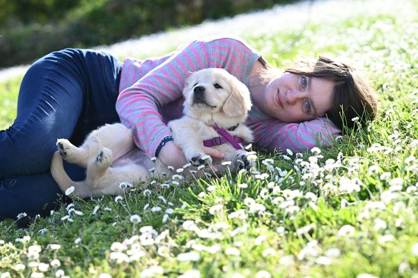 Corgi pembroke ou cardigan : guide comparatif des races