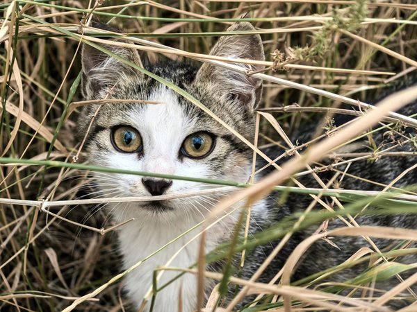 Litière gazon artificiel pour chien : optimiser l'hygiène et le bien-être canin
