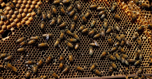 Ruche dadant complète : explorer les meilleures options disponibles